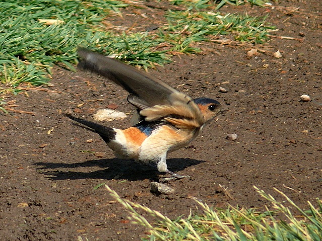 European Red-rumped Swallow