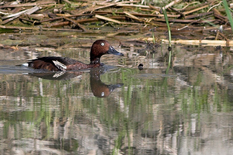 Ferruginous Duck