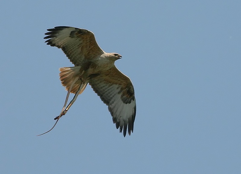 Long-legged Buzzard