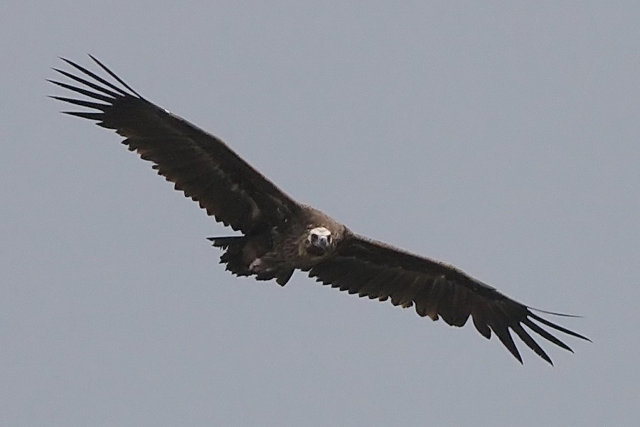 Cinereous Vulture