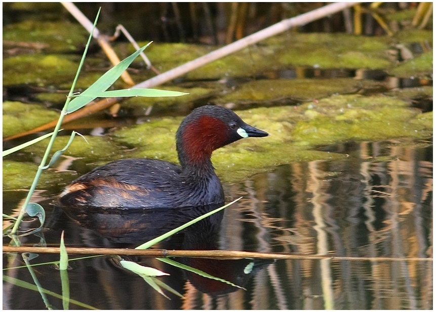 Little Grebe