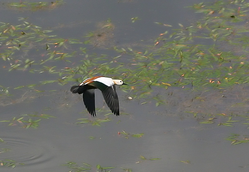Ruddy Shelduck