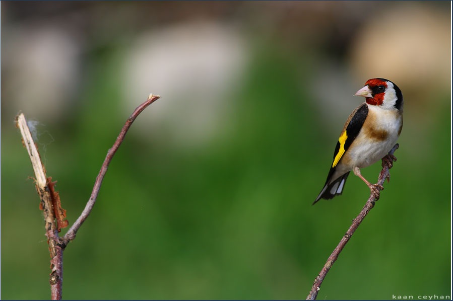 European Goldfinch