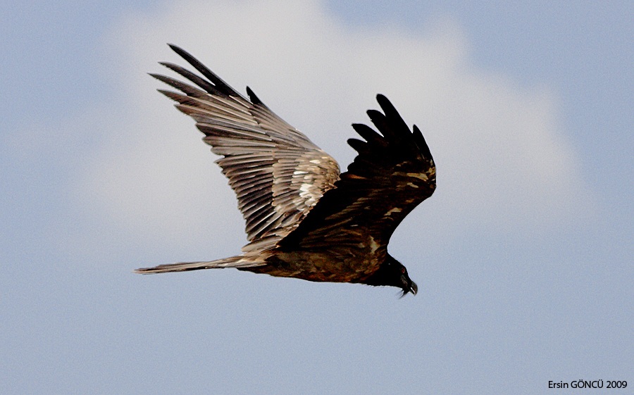 Bearded Vulture