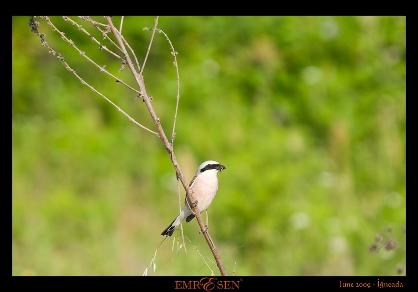 Red-backed Shrike