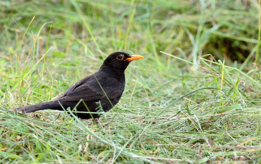 Common Blackbird