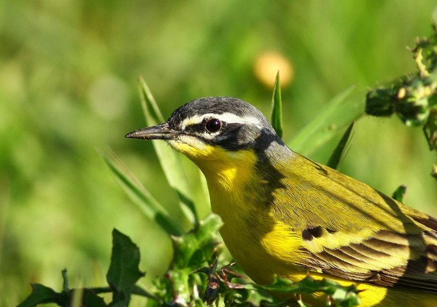 Western Yellow Wagtail