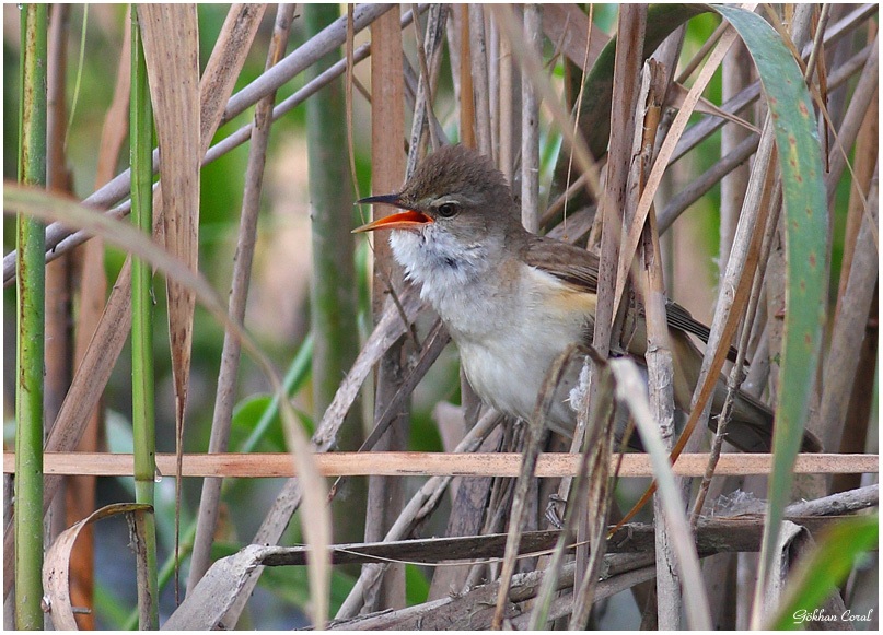 Great Reed Warbler