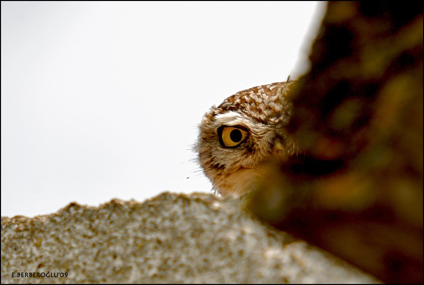 Little Owl