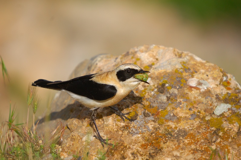 Black-eared Wheatear