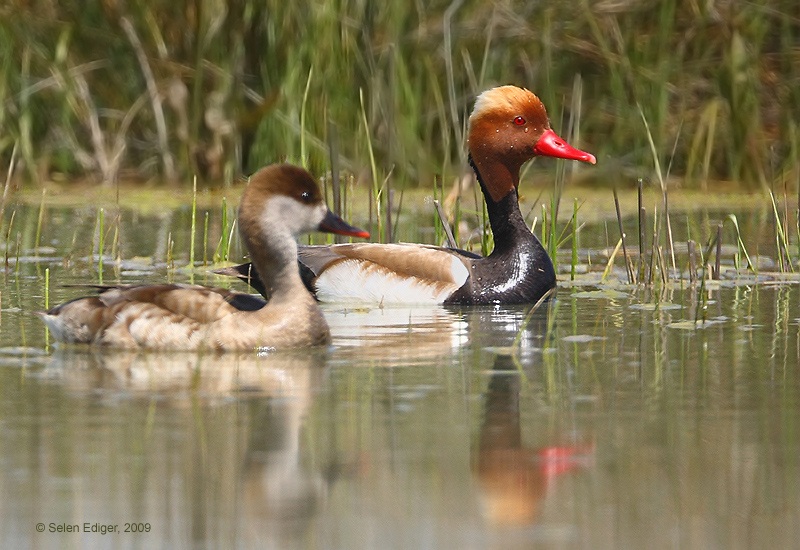 Red-crested Pochard