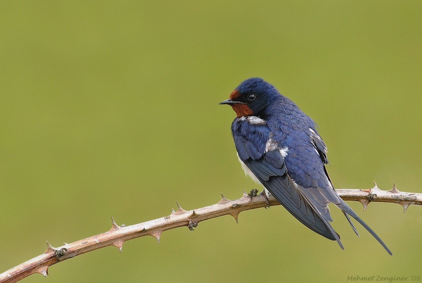 Barn Swallow