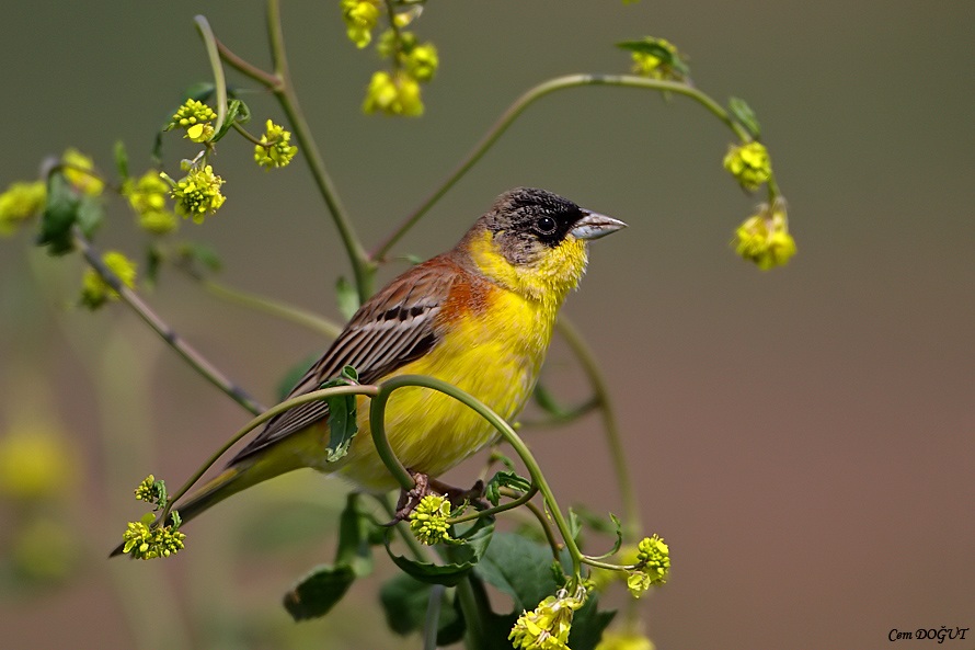 Black-headed Bunting