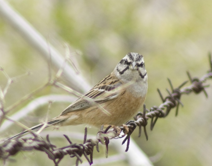 Rock Bunting