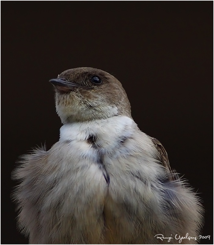 Eurasian Crag Martin