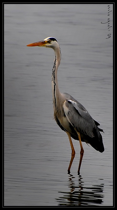 Grey Heron