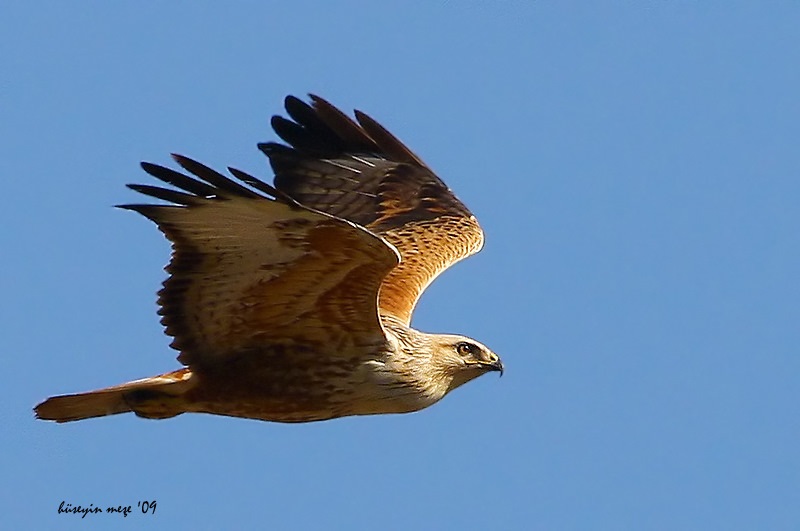 Long-legged Buzzard