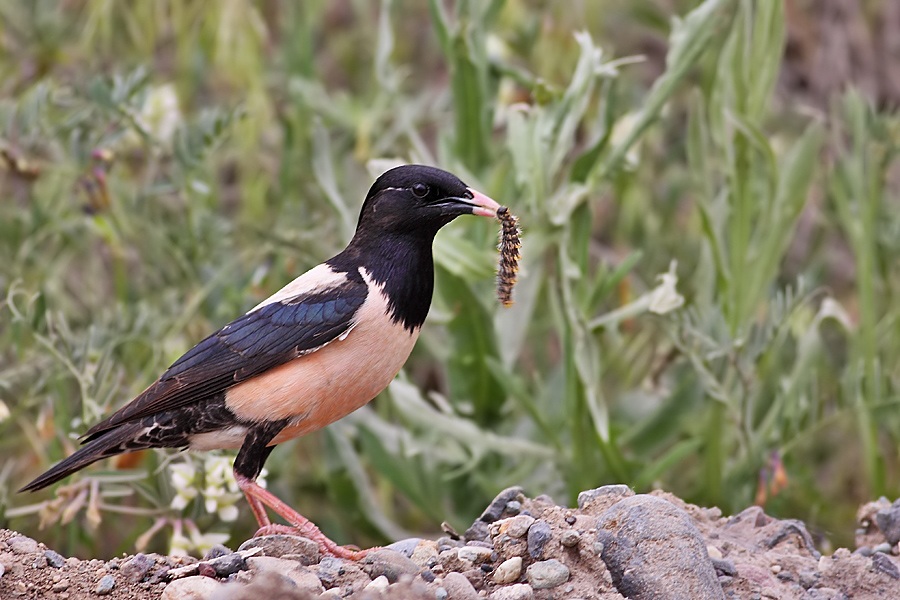 Rosy Starling