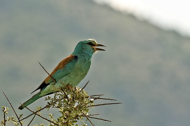 European Roller
