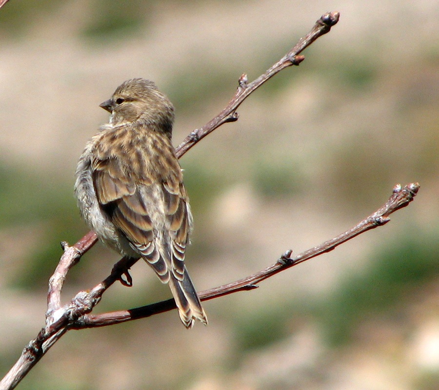 Common Linnet
