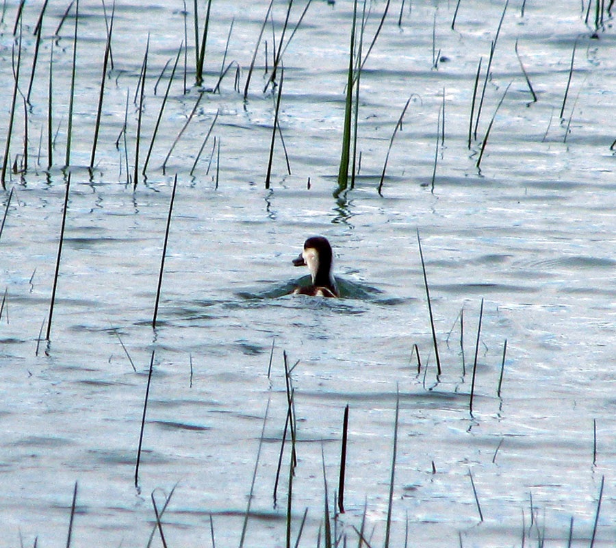 Ruddy Shelduck