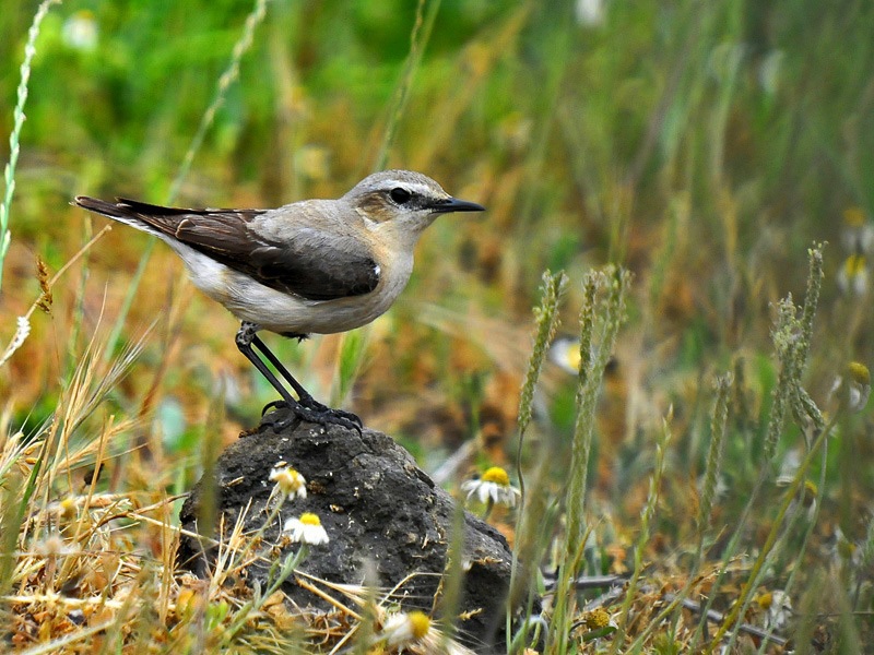 Northern Wheatear