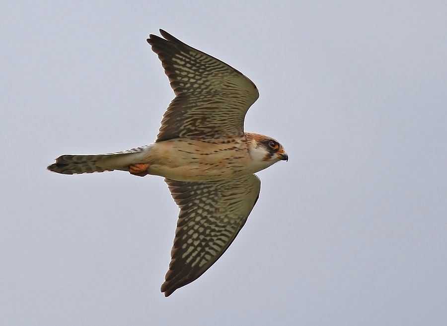 Red-footed Falcon