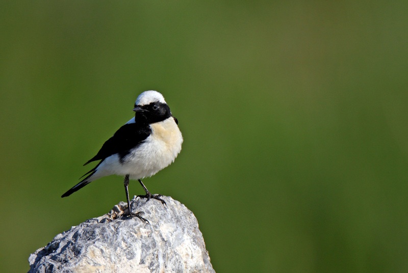 Black-eared Wheatear