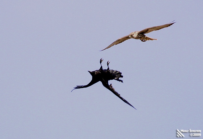 Saker Falcon