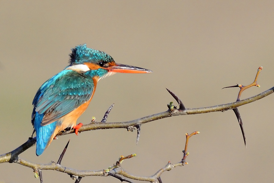 Common Kingfisher
