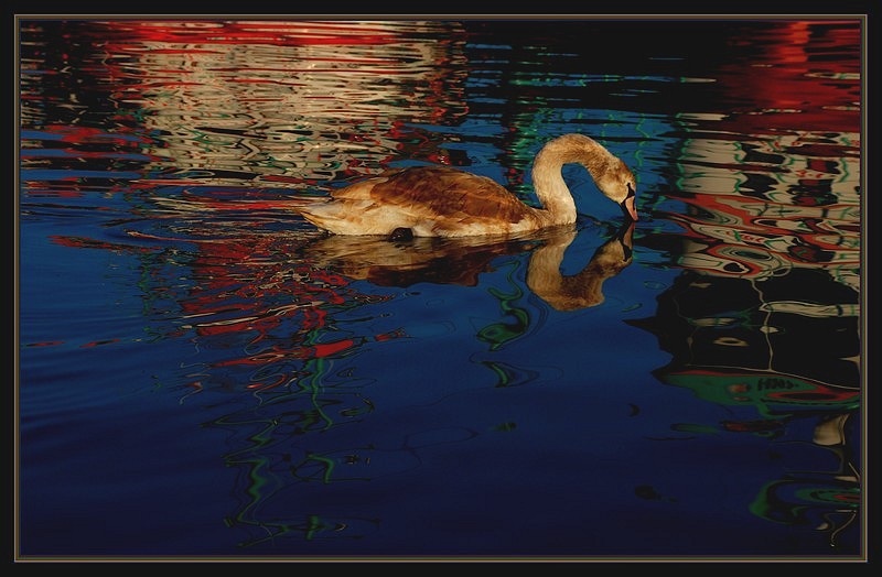 Mute Swan