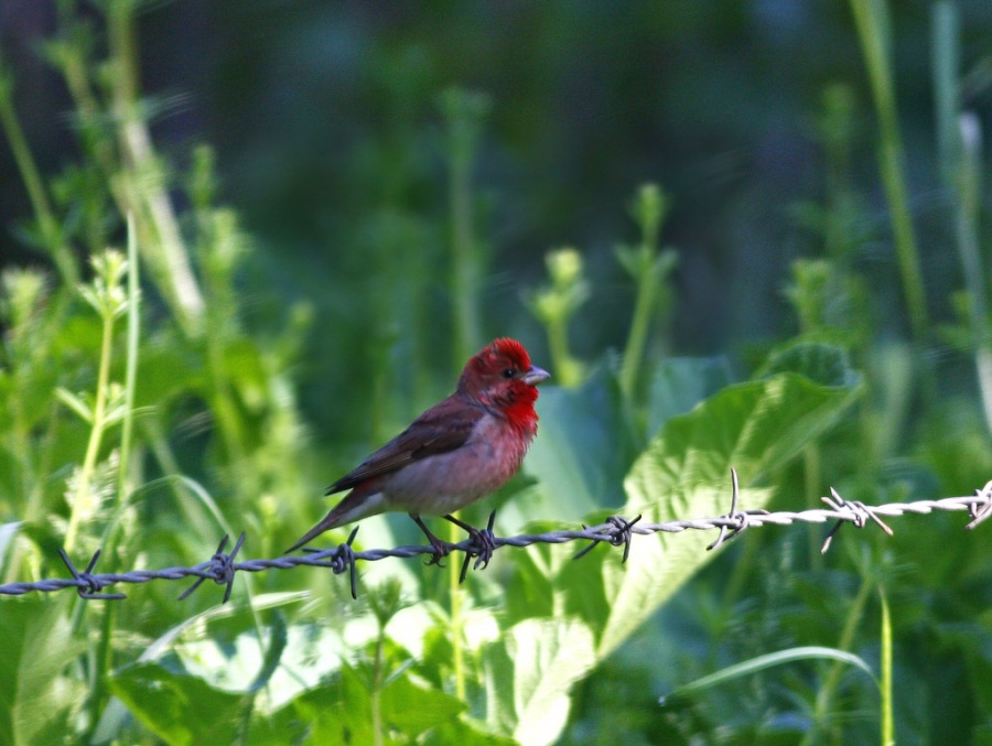 Common Rosefinch