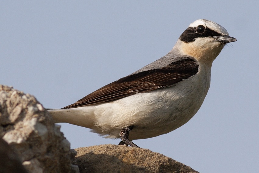 Northern Wheatear