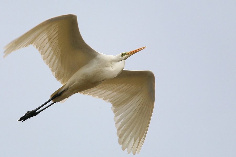 Great Egret