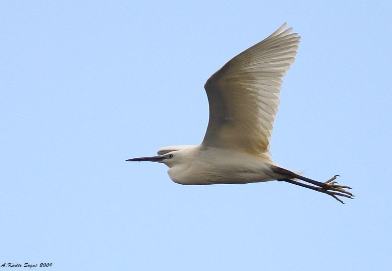 Little Egret