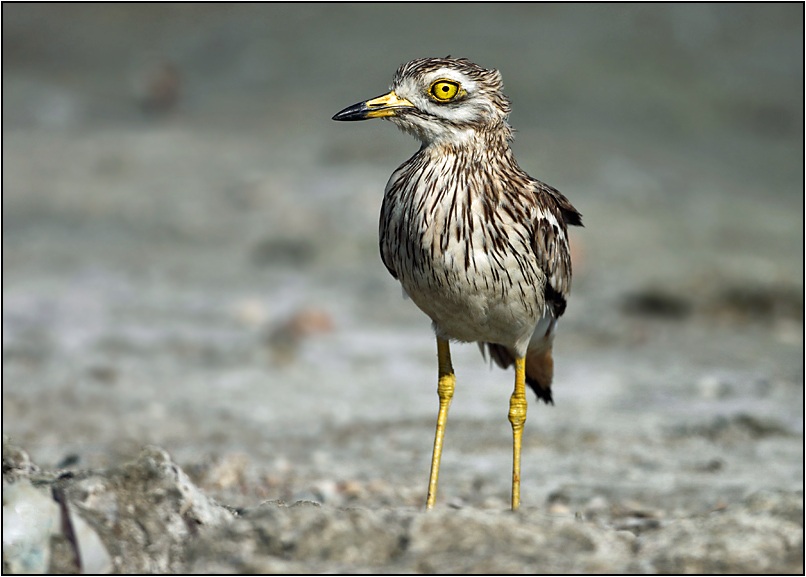 Eurasian Stone-curlew