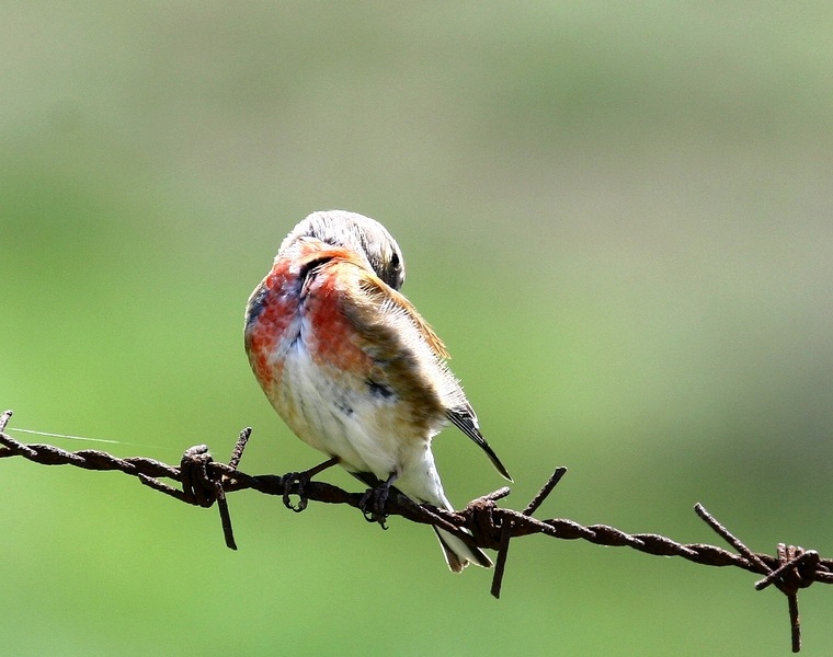 Common Linnet