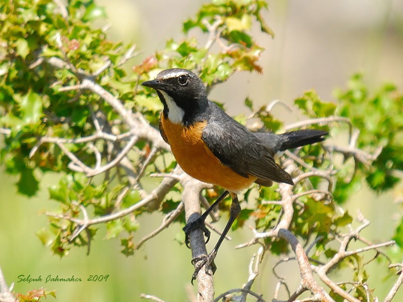 White-throated Robin