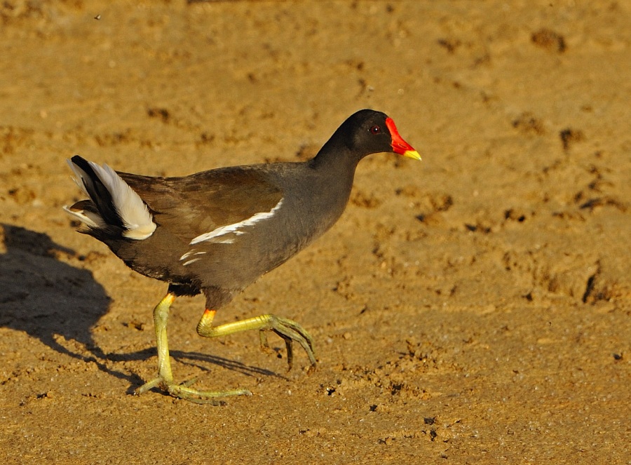 Common Moorhen