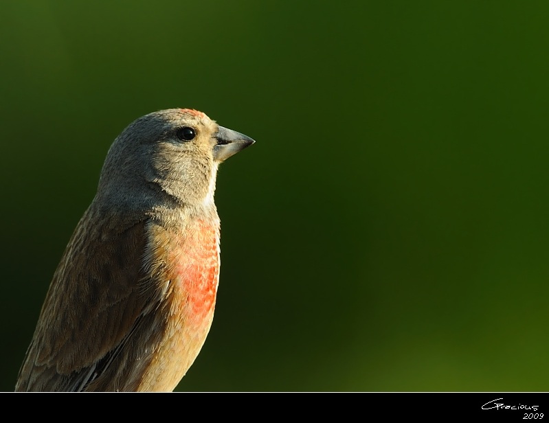 Common Linnet