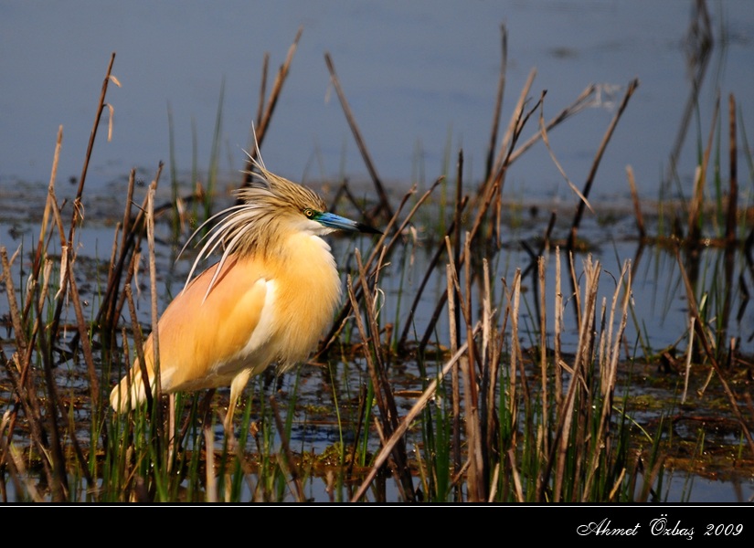 Squacco Heron
