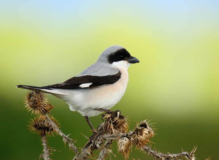 Lesser Grey Shrike