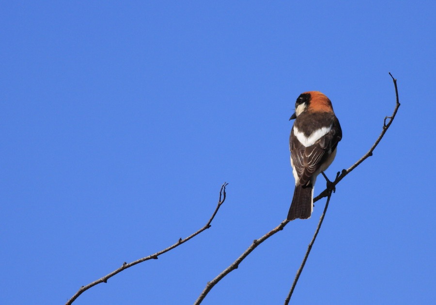 Woodchat Shrike