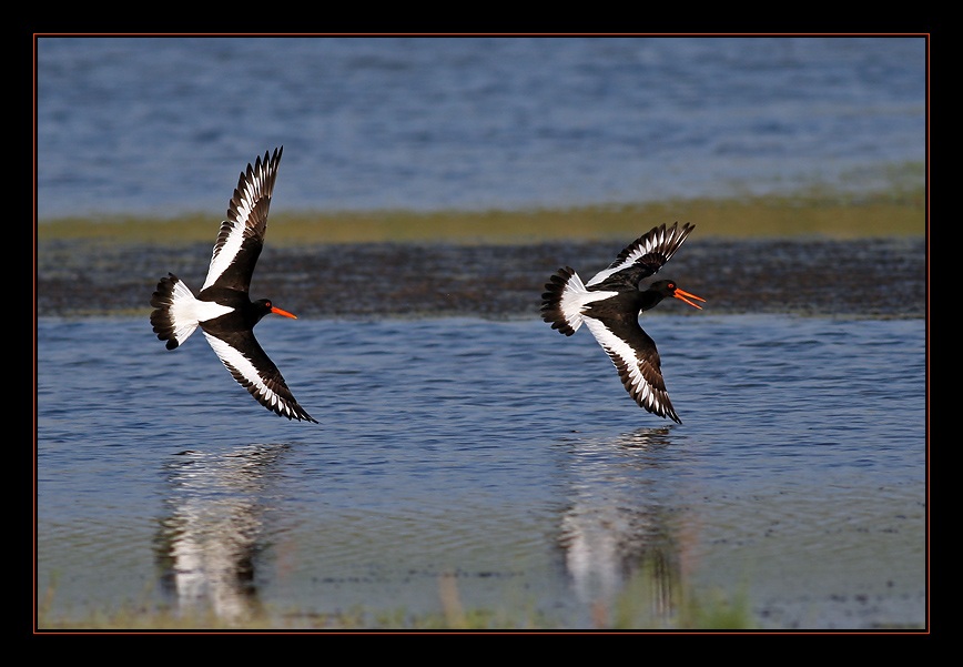 Eurasian Oystercatcher