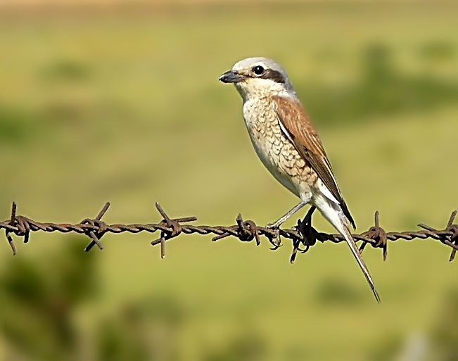 Red-backed Shrike