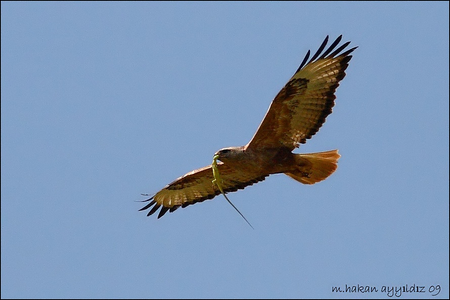Long-legged Buzzard