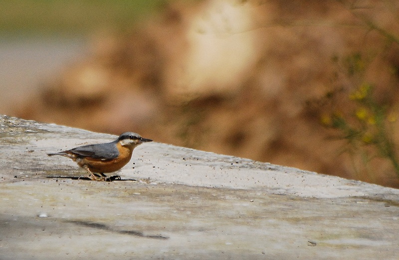 Eurasian Nuthatch