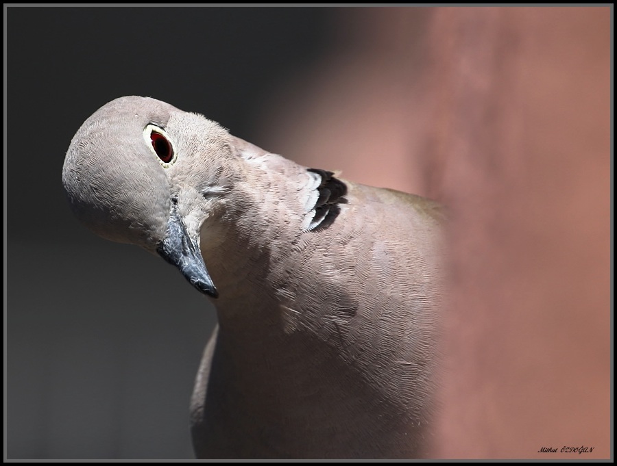 Eurasian Collared Dove
