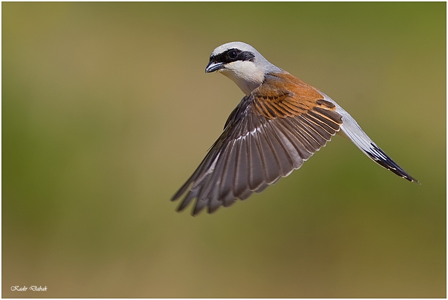 Red-backed Shrike