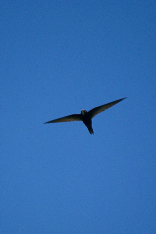 Little Swift